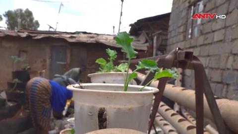 Phụ nữ Nubian ở Kenya hồi sinh rau truyền thống bằng mô hình nông nghiệp đô thị