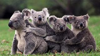 Nỗ lực bảo tồn loài gấu túi ở Australia 