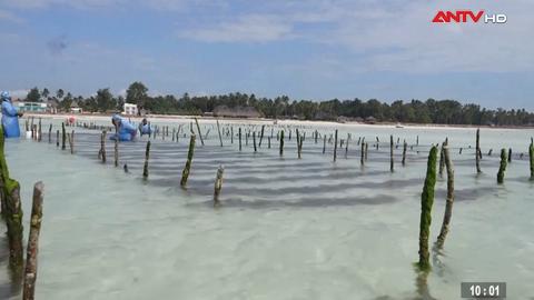 Những người phụ nữ bám biển trồng rong ở Tanzania