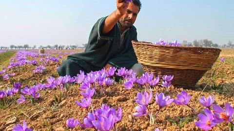 Mùa thu hoạch nghệ tây tại vùng Kashmir, Ấn Độ