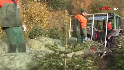 Mùa thu hoạch cây thông Noel ở Đức