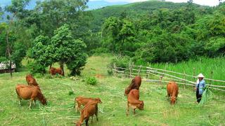 Hiệu quả mô hình nuôi bò thương phẩm