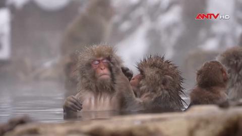 Khỉ tuyết - nguồn cơn phiền toái ở Nagano, Nhật Bản