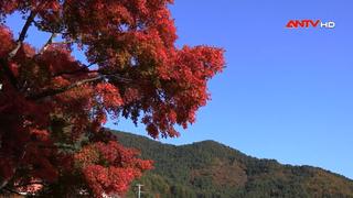 Sắc thu trong lễ hội lá đỏ bên hồ Kawaguchi, Nhật Bản