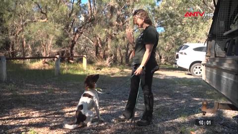 Chó nghiệp vụ hỗ trợ bảo vệ rừng cây ở Australia