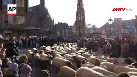 Đàn cừu "diễu hành" qua thành phố Nuremberg, Đức