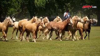 Di sản cao bồi Argentina sống động tại Công viên Criollo 