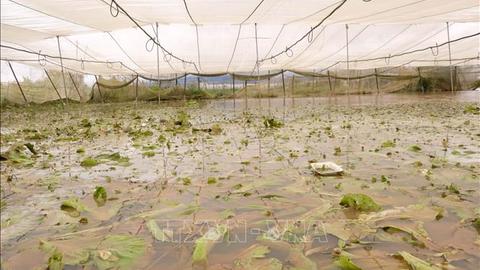 Kinh tế tiêu dùng ngày 19/11/2025