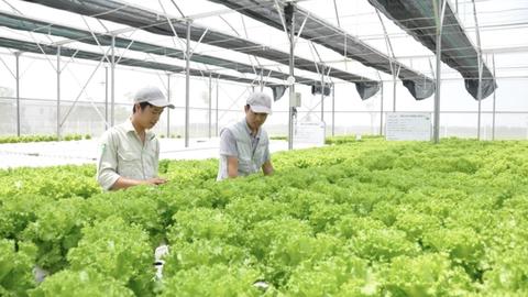 Nông nghiệp công nghệ cao trên vùng đất thép