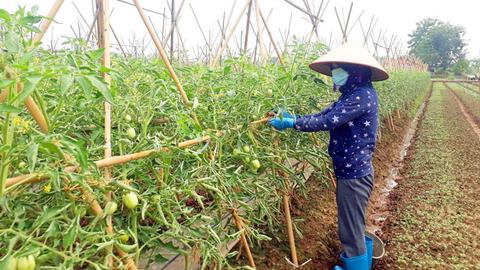 Nông dân xuống đồng sản xuất vụ mùa cuối năm