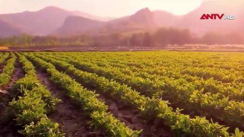 Phát triển sản phẩm OCOP trên quê hương vườn trầu