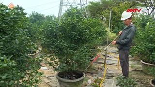 Vùng trồng quất cảnh ở Đà Nẵng nỗ lực khôi phục sau lũ