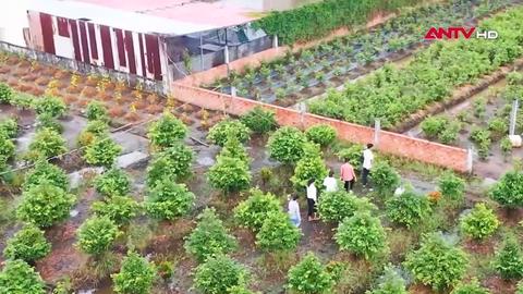 Thủ phủ mai vàng Bình Lợi tất bật vào vụ Tết