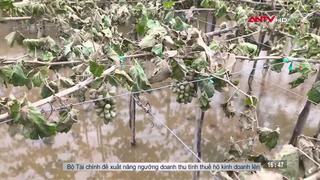 Khánh Hòa tập trung khôi phục sản xuất nông nghiệp sau lũ