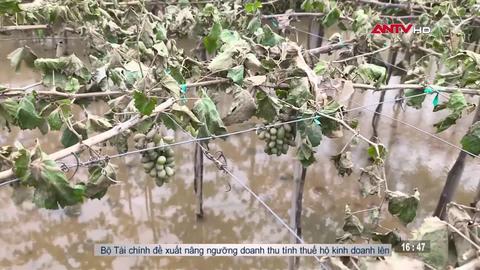 Khánh Hòa tập trung khôi phục sản xuất nông nghiệp sau lũ