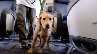 Kêy gọi ban hành quy định trong ngành dịch vụ cho chó tại Australia 