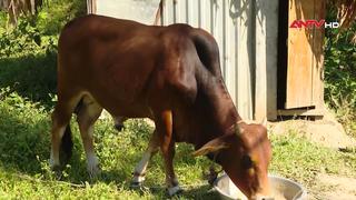 Chủ động phòng chống đói, rét cho đàn vật nuôi