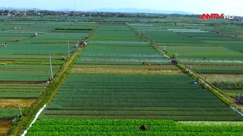 Mã số vùng trồng - hướng tới sản xuất nông nghiệp bền vững