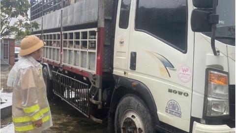Tạm giữ 2 xe tải chở hơn 7 tấn heo nghi nhiễm dịch tả lợn châu Phi