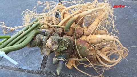 Bát nháo thị trường sâm Lai Châu giá rẻ