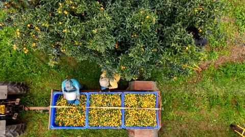 Giống quýt nổi tiếng Clementine tròn 100 năm tuổi