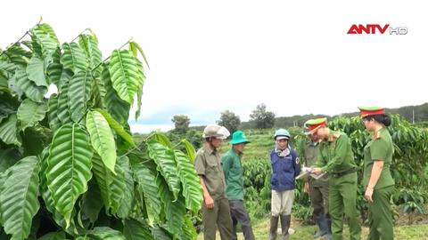 Phòng, chống tình trạng trộm cắp cà phê