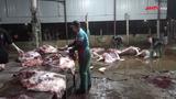 Chậm xử lý lò mổ trái phép