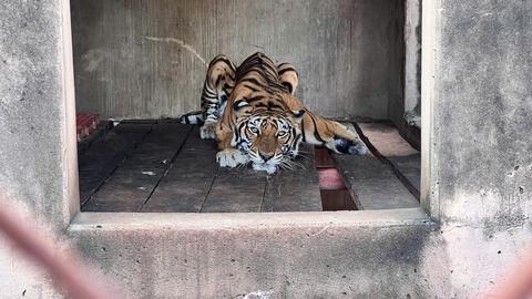 Phát hiện cơ sở nuôi nhốt nhiều động vật nguy cấp, quý hiếm