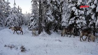 Biến đổi khí hậu đe dọa quê hương của Ông già Noel