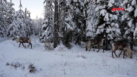 Biến đổi khí hậu đe dọa quê hương của Ông già Noel