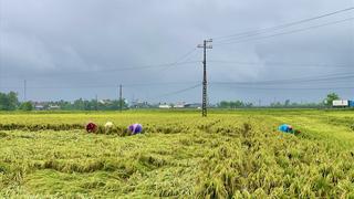 Quảng Ngãi: Nông dân khẩn trương gieo sạ vụ lúa Đông Xuân
