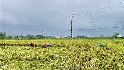 Quảng Ngãi: Nông dân khẩn trương gieo sạ vụ lúa Đông Xuân