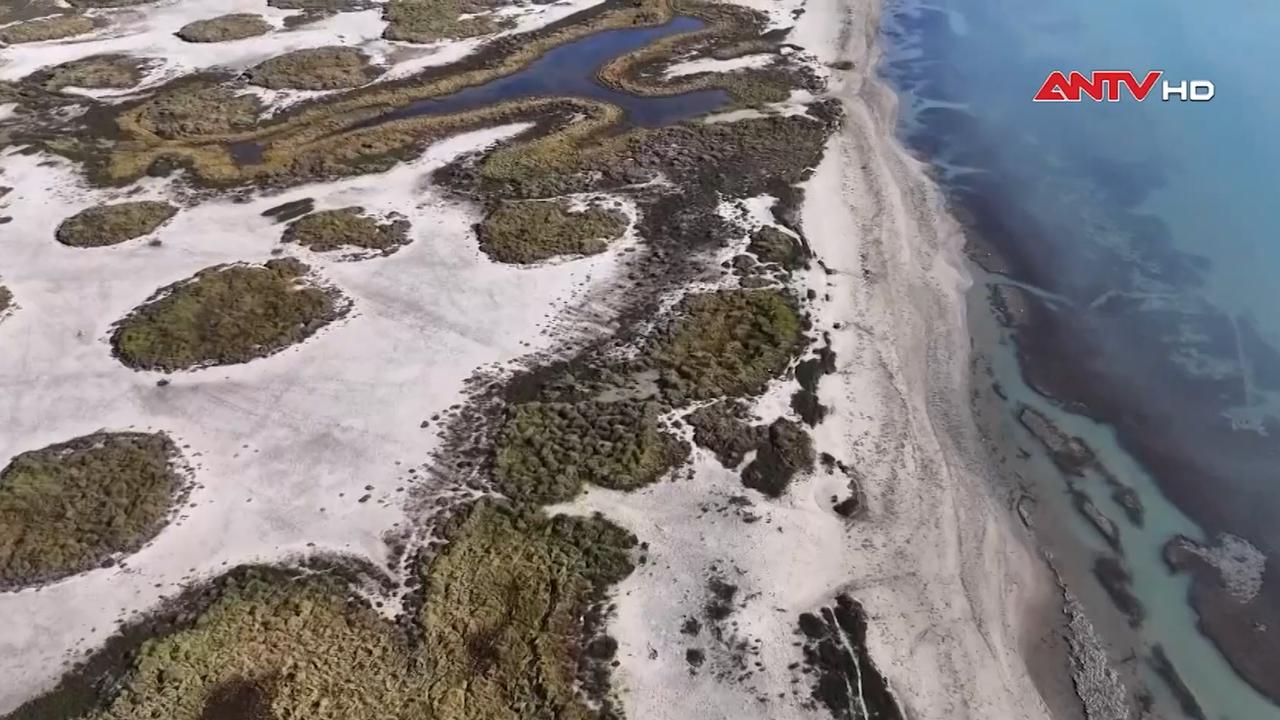 Khu bảo tồn mới ở Texas, Mỹ: Hy vọng hồi sinh sếu đầu đỏ