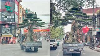 Chở cây cảnh để người ngồi trên, tài xế bị phạt 39 triệu đồng 