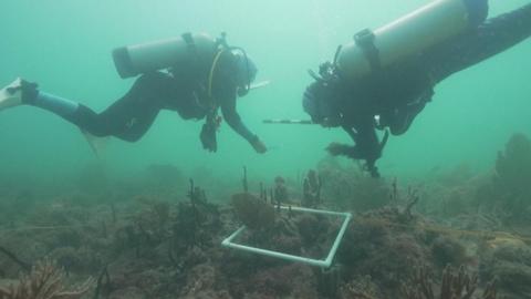 Thụ tinh trong ống nghiệm cho san hô ở biển Caribe