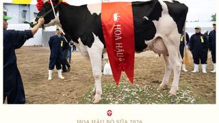 Hội thi Hoa hậu bò sữa Mộc Châu năm 2026
