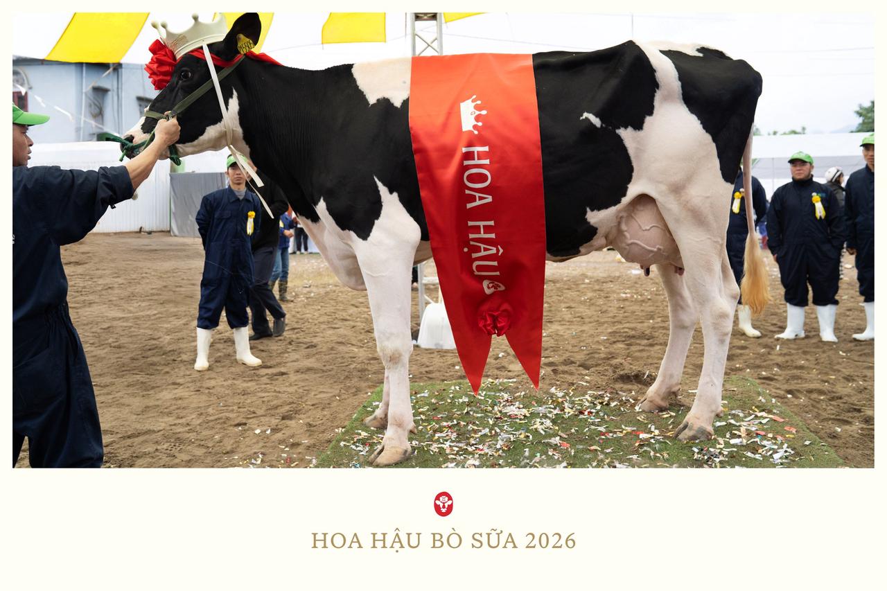 Hội thi Hoa hậu bò sữa Mộc Châu năm 2026