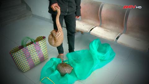 Tăng cường kiểm soát vi phạm pháp luật liên quan đến động vật hoang dã 