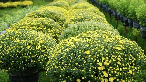 Kinh tế tiêu dùng ngày 17/01/2026