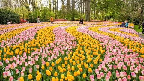 Hà Lan khởi động mùa hoa tulip mới