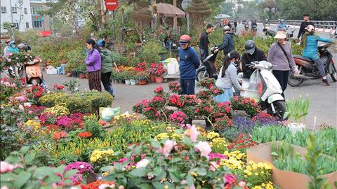 Sôi động thị trường hoa Tết Nguyên đán