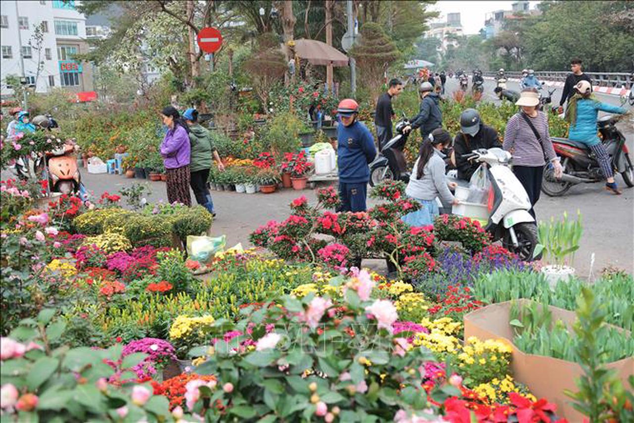 Sôi động thị trường hoa Tết Nguyên đán