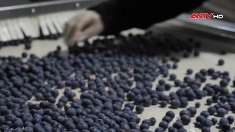 Ngành Việt quất Australia và nỗi lo an toàn