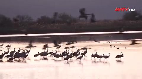 Chim di cư đổ về khu bảo tồn Agamon Hula, Israel