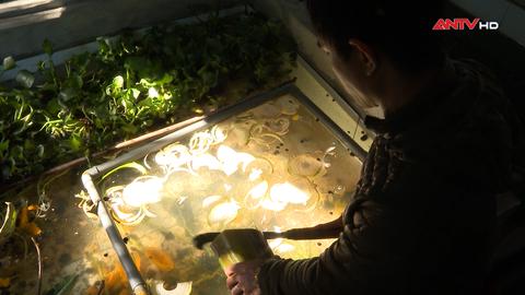 Người gieo mùa trở lại