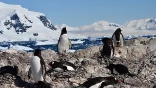 Biến đổi khí hậu đe dọa cuộc sống loài chim cánh cụt