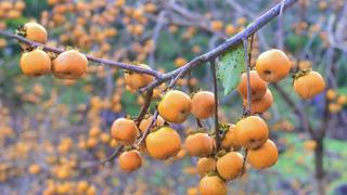 Mùa hồng chín trên cao nguyên Mộc Châu