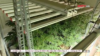 Phát hiện vụ trồng cần sa quy mô lớn tại Đà Nẵng