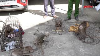 Thả 5 cá thể khỉ quý hiếm về rừng tự nhiên