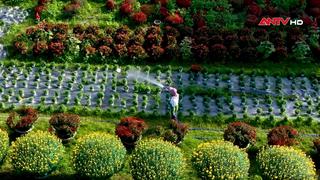 Làng hoa cúc Bình Thành tất bật vụ Tết